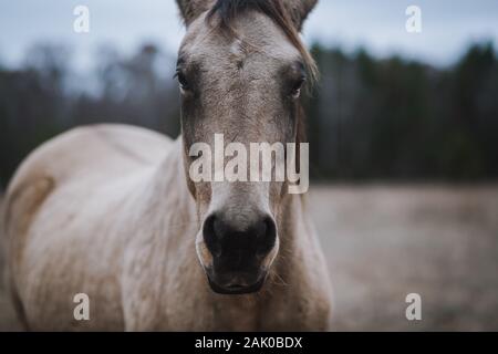 buckskin quarto cavallo primo piano Foto Stock