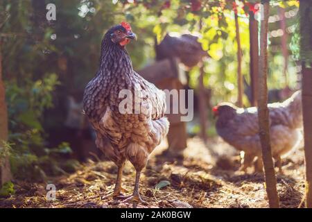 Galline a gamma libera (polletta giovane di colore blu e grigio), in giardino, tra cespugli, la luce del sole che tramonta Foto Stock