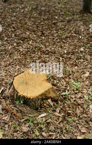 Ceppo di un albero tagliato Foto Stock