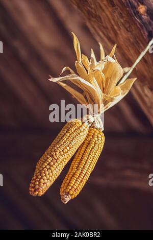 pannocchie di mais dorate, che asciugano e appendono, vista ravvicinata, sfondo scuro Foto Stock