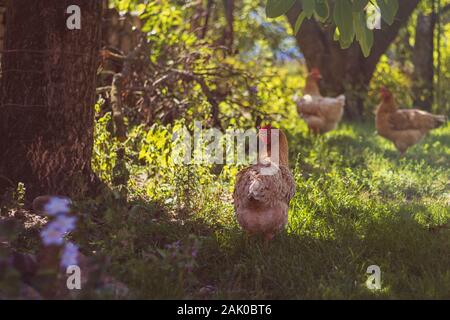 galline da campo libero nel giardino, sotto gli alberi e tra i cespugli su erba verde Foto Stock