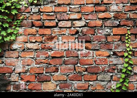 Il vecchio muro di mattoni di sfondo texture, fatto di mattoni rossi con rami di vimini di uva. Frammento di parete di una vecchia casa in un cortile della città Foto Stock