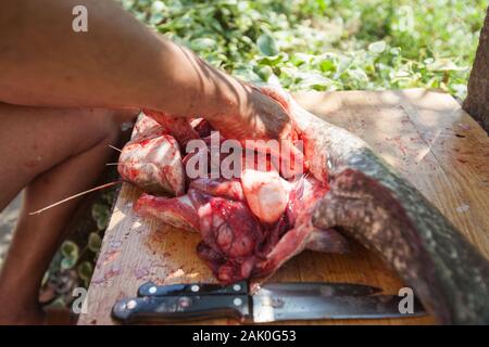 Irriconoscibile Fisherman con lama di pulizia di pesci di acqua dolce sulla tavola di legno all'esterno. La preparazione di cibi crudi. Foto Stock