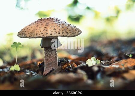 Funghi in foresta - Blusher / Amanita rubbescens (fungo commestibile), in foglie, vista laterale Foto Stock