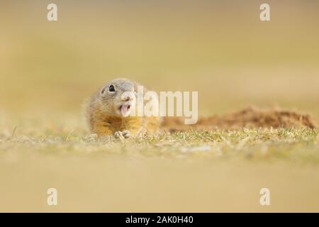 Terreno europeo scoiattolo, Spermophilus citellus, seduta in erba durante l'estate, dettaglio ritratto animale, Repubblica Ceca. Foto Stock