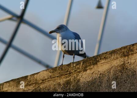 Seagull sulla mensola e soft focus, Aberdeen 2020 Foto Stock