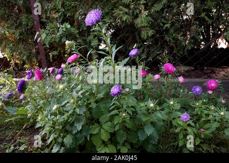 Letto di fiori di coloratissimi astri in giardino Foto Stock