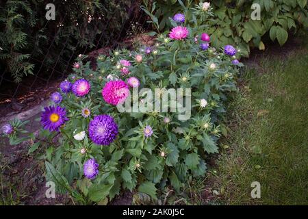 Letto di fiori di coloratissimi astri in giardino Foto Stock