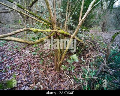 Ebrei orecchio, Auricularia auricula-juda, fungo su rami aggrovigliati nel bosco, paesaggio naturale, Londra, Inghilterra, Europa Foto Stock