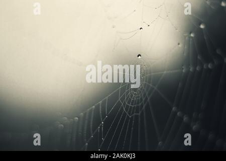 Cobweb - gocce di rugiada mattutina su una rete di ragno in nebbia, sfondo sfocato Foto Stock