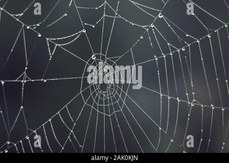 Cobweb - gocce di rugiada mattutina su una rete di ragno in nebbia, sfondo sfocato Foto Stock