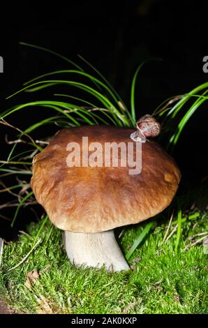 Carino piccolo lumache su un fungo di notte Foto Stock