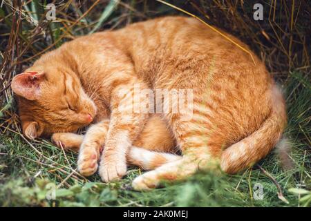 Gatto rosso addormentato - in un caldo giorno estivo è nascosta in un'ombra in un letto di fiori e riposante Foto Stock