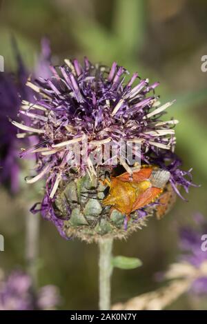 Nero-spallamento bug di protezione (Carpocoris purpureipennis) appollaiato sul fiore viola. Polonia Foto Stock