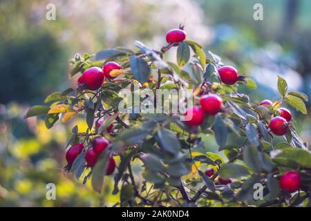 rosa rossa anche su cespuglio con foglie verdi, in giardino Foto Stock