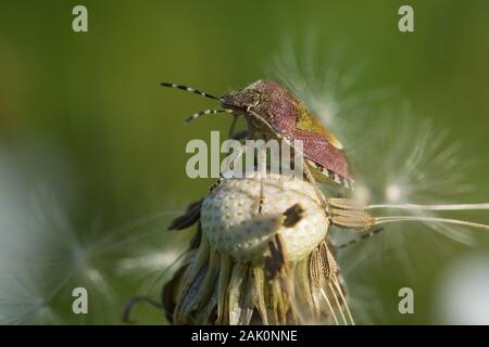 Hairy Shieldbug noto anche come Sloe bug (Dolycoris baccarum) appollaiato su un dente di leone Foto Stock