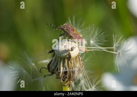 Hairy Shieldbug noto anche come Sloe bug (Dolycoris baccarum) appollaiato su un dente di leone Foto Stock