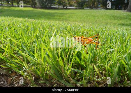 Gomma orientale Grasshopper nome latino Romalea microptera Foto Stock