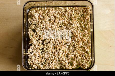 I germogli di grano saraceno nel processo decisionale. Focalizzata sullo sfondo. Giorno 1 Foto Stock