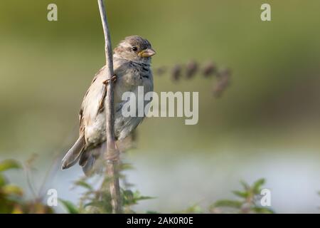 Casa Passero (Passer domesticus), capretti maschio, appollaiato su un ramo contro lo sfondo di cespugli verdi Foto Stock