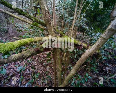 Ebrei orecchio, Auricularia auricula-juda, fungo su rami aggrovigliati nel bosco, paesaggio naturale, Londra, Inghilterra, Europa Foto Stock