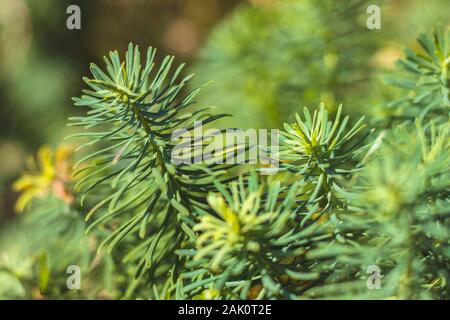 Euphorbia cyparissias - vista ravvicinata delle foglie verdi della pianta di spurge di cipresso Foto Stock