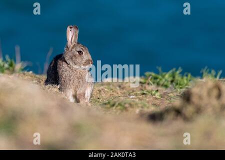 Coniglio Skomer sull isola Skomer, Pembrokeshire, Galles del Sud Foto Stock