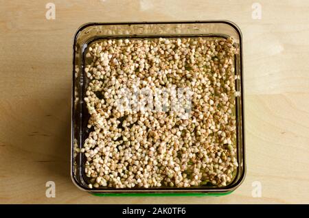 I germogli di grano saraceno nel processo decisionale. Focalizzata sullo sfondo. Giorno 1 Foto Stock