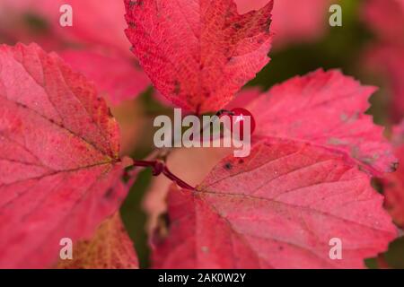 Bassa bush Cranberry, Viburnum edule, aka Squashberry e Mooseberry, nel mese di settembre nel Parco Nazionale di Yoho, British Columbia, Canada Foto Stock