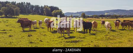 Bovini di manzo - allevamento di mucche al pascolo nel pascolo in paesaggio collinare, prato erboso in primo piano, alberi e foreste sullo sfondo, cielo blu Foto Stock