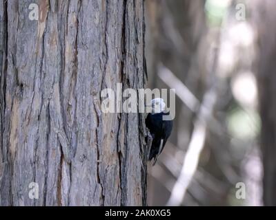 Un picchio rovistando su un albero nel parco nazionale di Yosemite Foto Stock