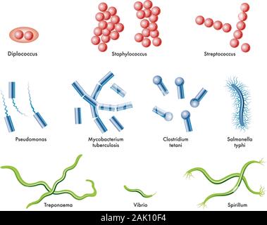 Illustrazione medica di alcuni tipi di batteri. Illustrazione Vettoriale