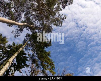 Vista del blu cielo nuvoloso e albero canopy dal di sotto Foto Stock