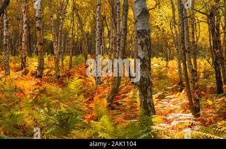 autunno nel bosco - boschetto di betulla con felci, foglie e piante colorate in giallo e rosso Foto Stock