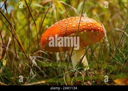 Amanita muscaria, la mosca agarica - vista ravvicinata di un fungo nell'erba Foto Stock