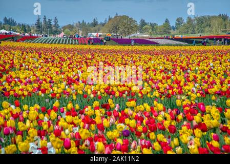 L annuale Tulip Fest al pattino di legno Tulip Farm, situato in Woodburn, Oregon, avrà inizio di marzo 20th, 2020 e passare attraverso la prima settimana di maggio. Foto Stock