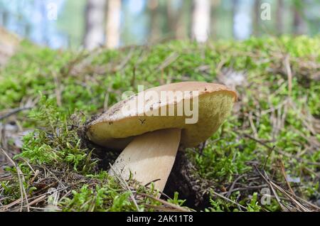 Funghi commestibili boletus cresce nella foresta sul pendio Foto Stock