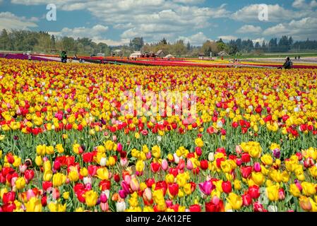 L annuale Tulip Fest al pattino di legno Tulip Farm, situato in Woodburn, Oregon, avrà inizio di marzo 20th, 2020 e passare attraverso la prima settimana di maggio. Foto Stock