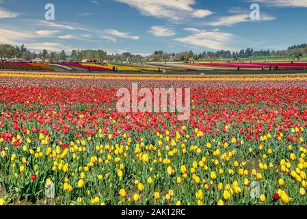 L'annuale festa dei tulipani presso la Wooden Shoe Tulip Farm, situata a Woodburn, Oregon Foto Stock