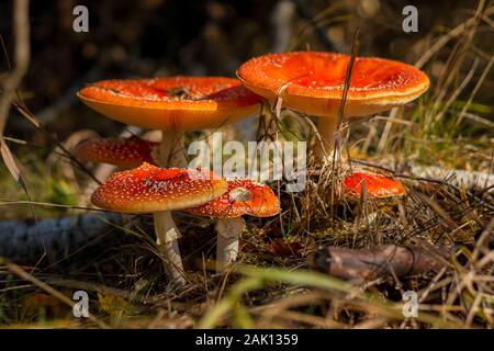 Amanita muscaria, la mosca agarica - Vista ravvicinata di un gruppo di funghi nella foresta Foto Stock