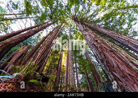 Cercando in a Coastal Redwood forest (Sequoia sempervirens), convergente tronchi d albero circondato da fogliame sempreverde, Purisima Creek Redwoods Preserv Foto Stock