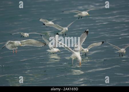 Aringa Gul (Larus marinus) con Kittiwake, Båtsfjord, Varanger, Arctic Norvegia Foto Stock