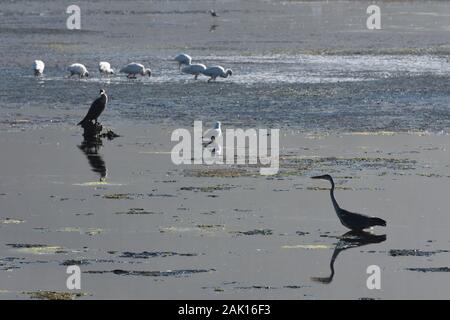 Airone cenerino uccello vagare attraverso estuario costiere (Ardea cinerea) Foto Stock