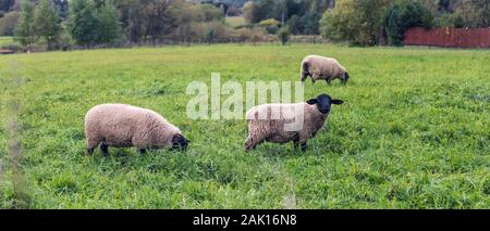 pecora su prato - gruppo di tre pecore che pascolano su erba verde Foto Stock