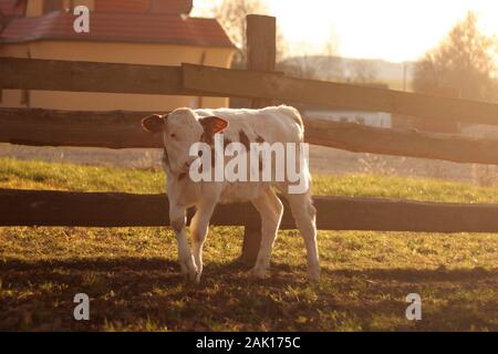 vitello in una fattoria vicino a una recinzione in legno, al tramonto Foto Stock