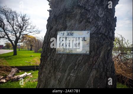 Cartello "i am beautiful Save Me" su un vecchio albero, Belle Isle Park, Detroit, Michigan, USA Foto Stock
