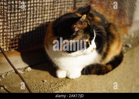 Tricolore cat rilassarsi in una giornata di sole, pet relax outdoor, Maneki Neko. Foto Stock