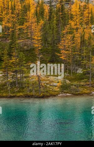 Il lago Victoria lungo il lago Oesa Trail nel settembre nel Parco Nazionale di Yoho, British Columbia, Canada Foto Stock