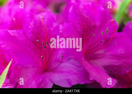 Il Bougainvillea chiamato anche come Santa Rita papelillo o fiori di carta, buganvilla, bugambilia, bouganvilla, pokok bunga kertas, bougenville, jahanamiya Foto Stock