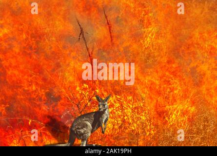 Composizione circa Australian wildlife in bushfires di Australia in 2020. Canguro con fuoco su sfondo. Gennaio 2020 fire che interessano Australia è Foto Stock